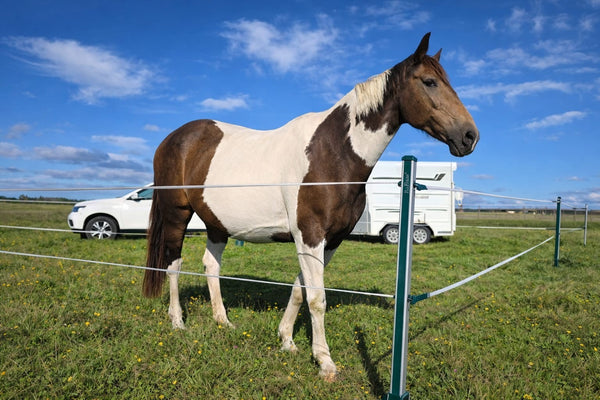 RoFlexs Premium 145 Set - Mobile Equine Yard- up to 56 square meter paddock