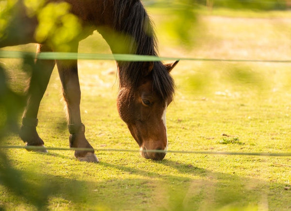 How to Fence Horses Safely: Building Secure, Smart and Stress-Free Environments
