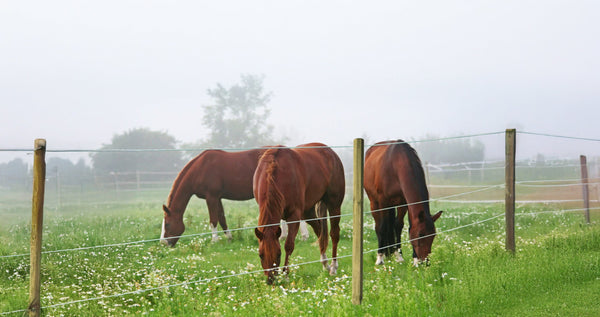 Topline Equine Fencing